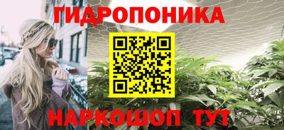 гашик Кингисепп